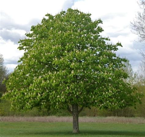 Horse Chestnut Trees | Horse Chestnut Trees For Sale | Hedging.ie