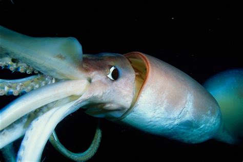 6 Feet Squids That Live In The Deep Sea May Be Communicating With Their ...