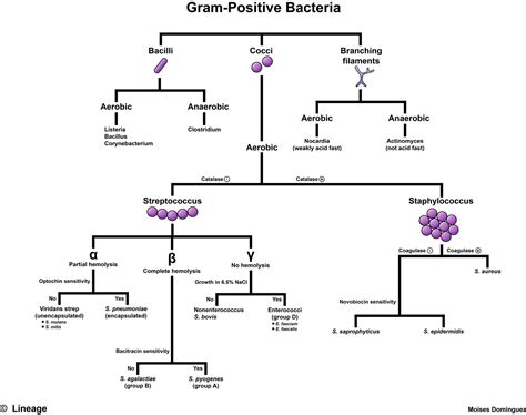 Examples Of Gram Positive Bacteria : Difference Between Gram Positive ...