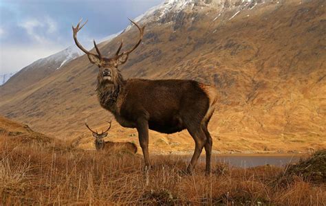 Wildlife in Scotland & Native Scottish Animals | VisitScotland