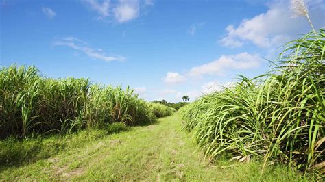 Sugar cane harvest 10286305 Stock Video at Vecteezy