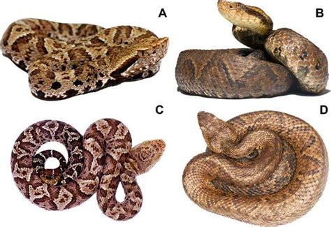 Two Species Of Venomous Pit Viper Snake Discovered In South America ...