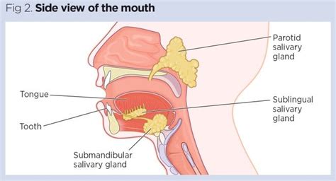 Oral Cavity Digestive System