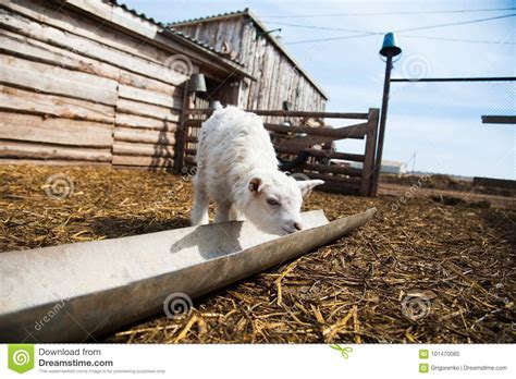 Animals on a rural farm stock image. Image of young - 101470085