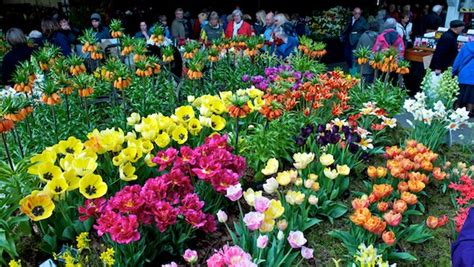 Harrogate Spring Flower Show | Field Compost