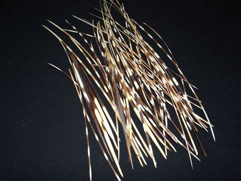 Set of Cape Porcupine Quills - Hystrix africaeaustralis - - Catawiki