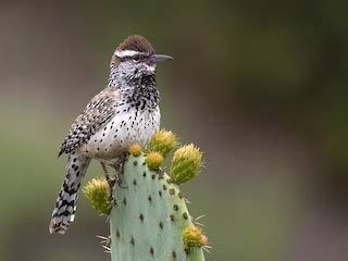 Cactus Wren - Campylorhynchus brunneicapillus - Birds of the World