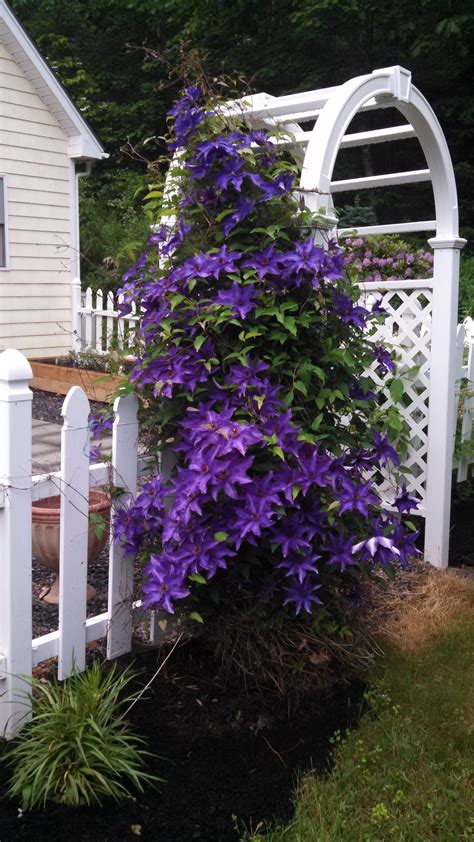 Clematis- great climbing vine for trellis or privacy fence or hanging ...