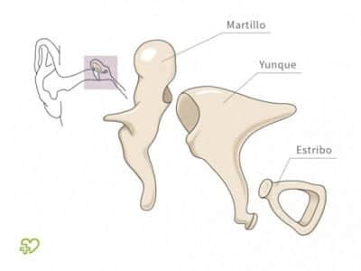 Huesecillos del oído (definición, anatomia, función y desarrollo)