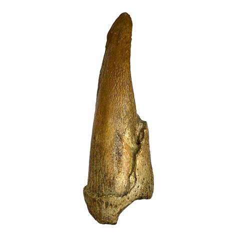 Giant Sloth (Mylodon) Fossil Claw - Chile - Pleistocene Era | eBay