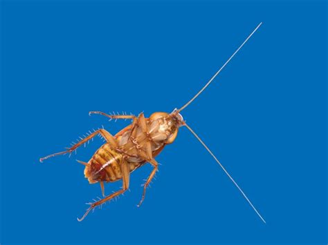 Palmetto Bugs Vs. Cockroaches: What's the Difference? | Palmetto ...