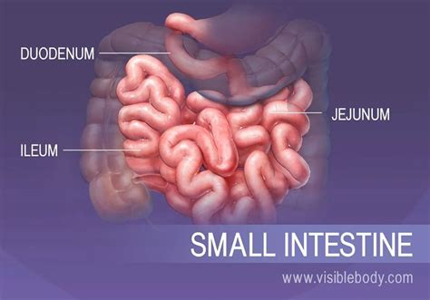 The three sections of the small intestine, Duodenum, Jejunum, and Ileum ...