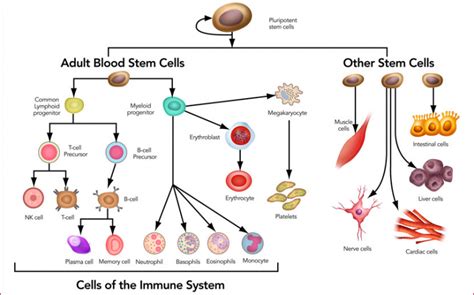 Stem Cells- Definition, Properties, Types, Uses, Challenges