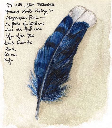 Blue Jay Feather Art