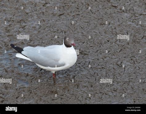 sea gull birds ,brown headed gull in breeding plumage form standing on ...