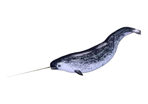 Real Narwhal Whale