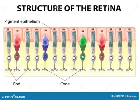 Human Eye Diagram With Rods And Cones