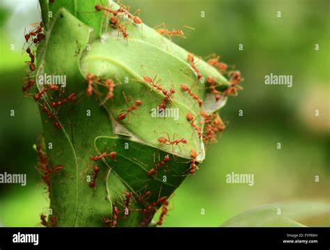 Nest of Weaver Ants made by joining together green leaves of a Zapota ...