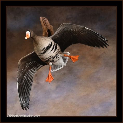 Specklebelly Goose Mounts- Waterfowl Taxidermy