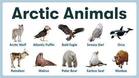 Arctic Animals in English | List of Arctic Animals with Pronunciations ...