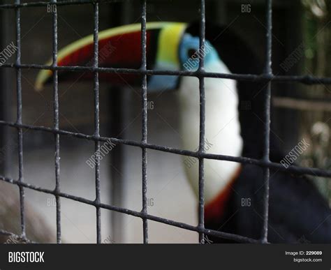 Toucan Cage Image & Photo | Bigstock