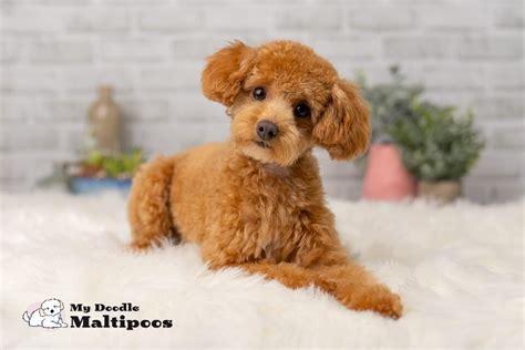 Maltipoo Puppy Haircuts