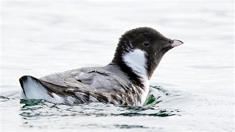 Ancient Murrelet — Eastside Audubon Society