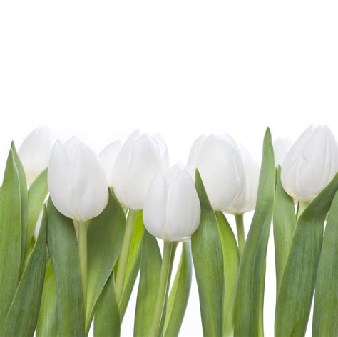 White Tulips on White background wallpaper | Virágok