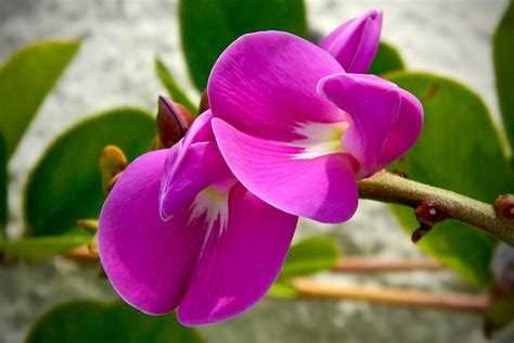 Bay bean - Florida Wildflower Foundation