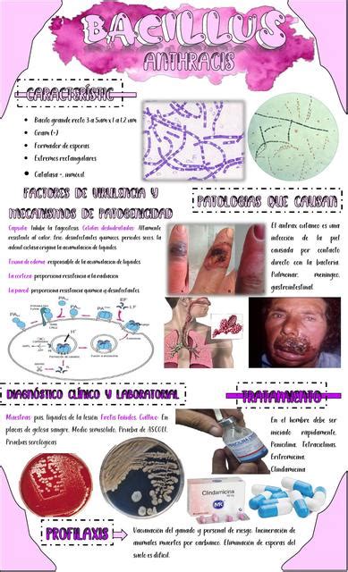 Bacillus Anthracis | LEYDI ALISON CANAVIRI APALA | uDocz