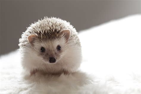 Names for Pet Hedgehogs, Porcupines, and Tenrecs | PetHelpful