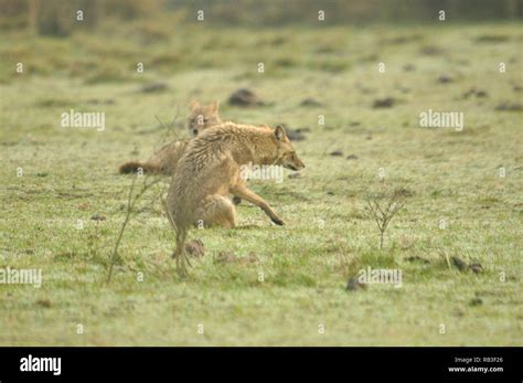 Indian jackal with natural habitat Stock Photo - Alamy