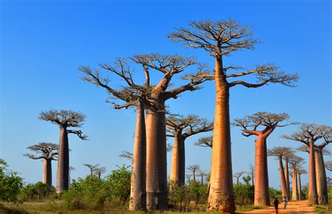 The country of Baobabs - MADAMAGAZINE