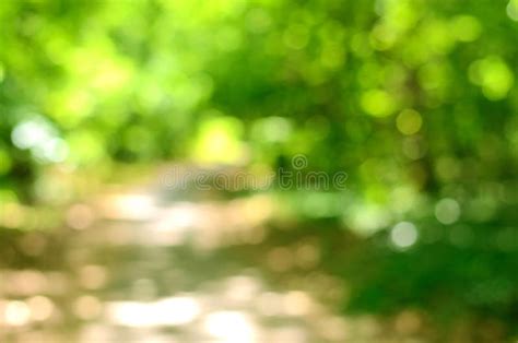 Blurred forest background stock image. Image of blur - 41346227