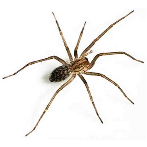 Giant House Spider Identification, Habitat & Behavior | Ja-Roy