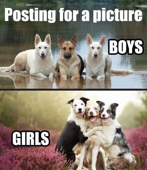 World Animal Day 2020: Here are 7 wholesome animal memes that you need ...