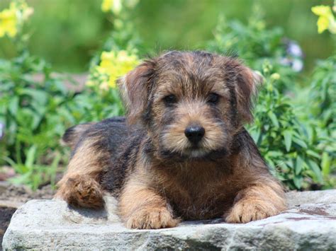 Holly Stellitano - Norfolk Terrier Puppies For Sale