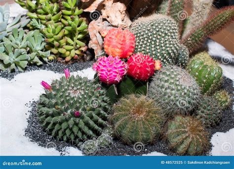 The Cactus in a pot stock image. Image of blossom, floral - 48572525