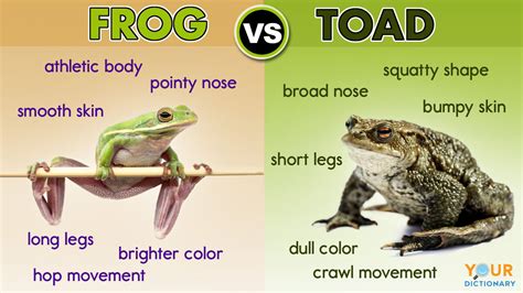 10 Differences Between a Frog and a Toad | YourDictionary