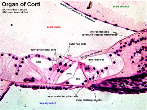 Spiral Organ Of Corti Slide