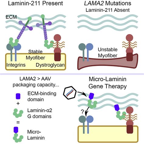 Micro-laminin gene therapy can function as an inhibitor of muscle ...