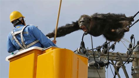 Monkey business: Chacha the runaway chimp survives fall from power line ...