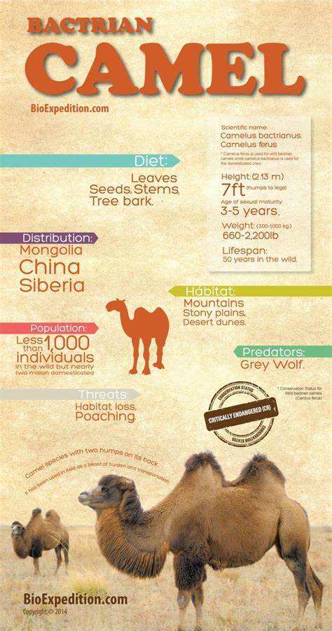 Bactrian Camel Infographic: Discover Camelus Bactrianus