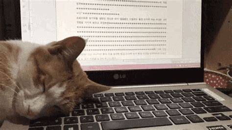 Cat Asleep GIF - Cat Asleep AsleepOnKeyboard - Discover & Share GIFs