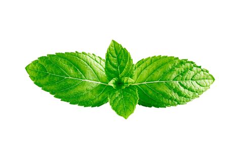 Mint leaves Mint leaves isolated on transparent background 22804962 PNG