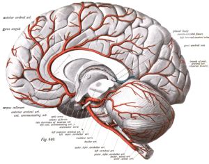 Anterior Cerebral Artery - Physiopedia