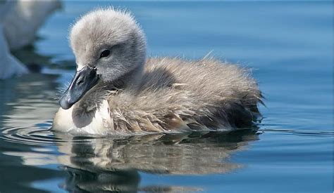 1920x1080px, 1080P free download | Baby Swan, water, swan, baby, swim ...