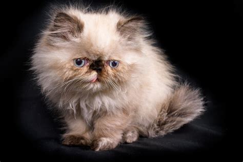 Himalayan Cats – TheCatSite Articles