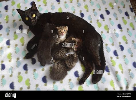 Black mother cat nursing kittens Stock Photo - Alamy