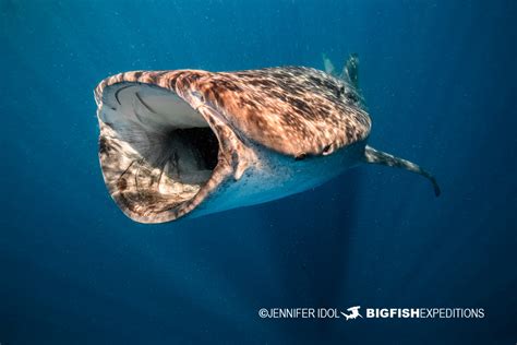 Whale Shark Snorkeling Expedition 2022 | Big Fish Expeditions